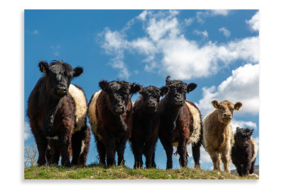 The Belted Galloway